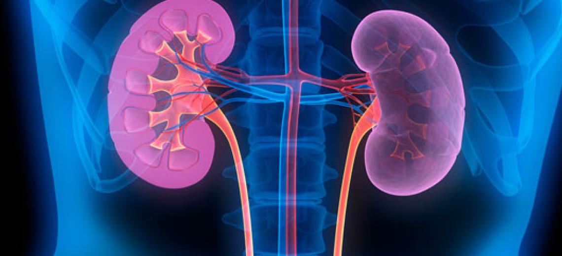 A computerized picture of kidneys.