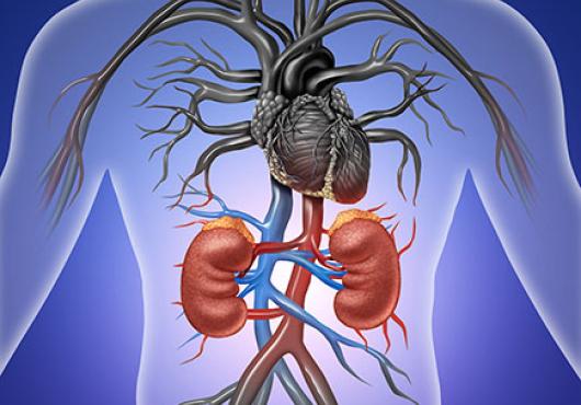 Updates in the Management of Cardiovascular and Kidney Disease