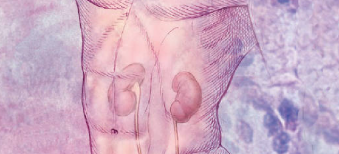 illustration of kidneys.